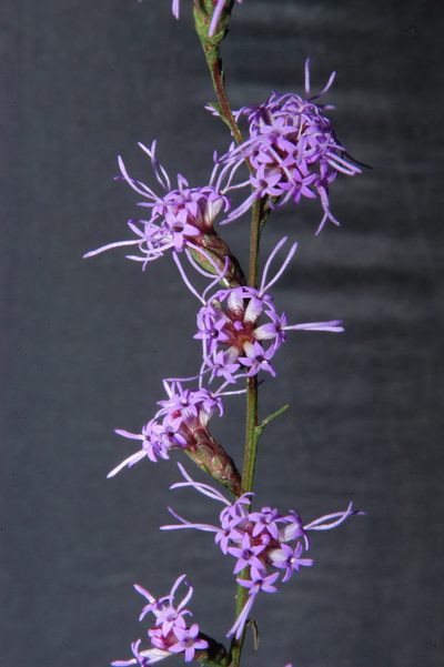 Liatris elegantula, photographed by Brian Finzel