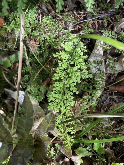 Lindsaea viridis, photographed by Hannah Rogers