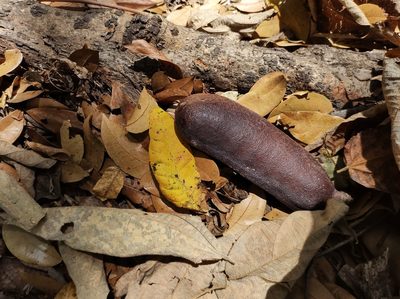 Hymenaea courbaril, photographed by Diana Fuentes