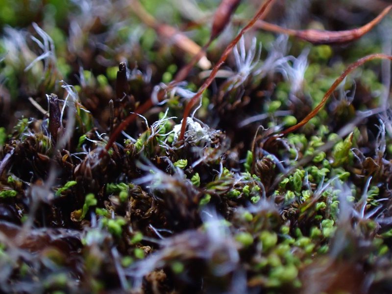Syntrichia montana, photographed by Randal