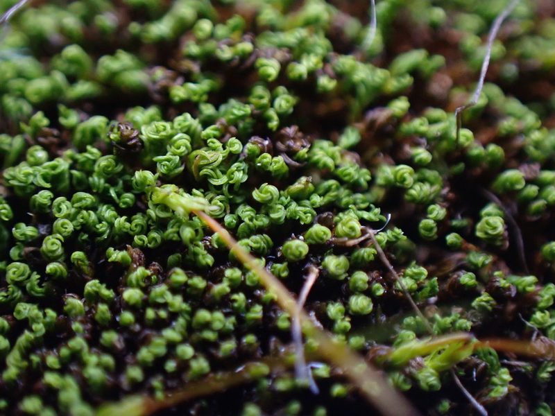 Pseudocrossidium revolutum, photographed by Randal