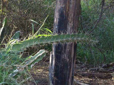 Acanthocereus tetragonus, photographed by Nathan May