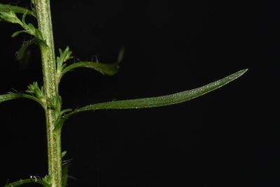 Liatris elegantula, photographed by Brian Finzel
