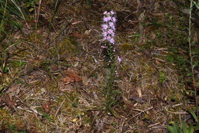 Liatris elegantula, photographed by Brian Finzel