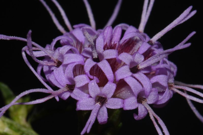 Liatris elegantula, photographed by Brian Finzel