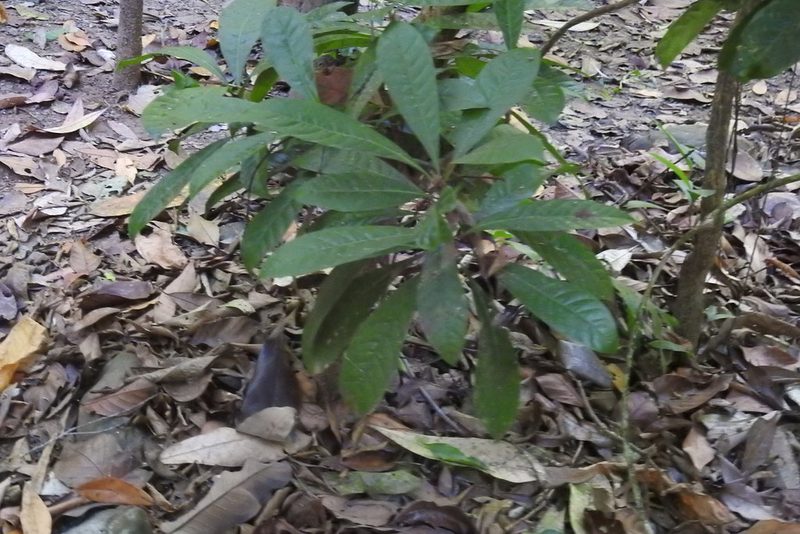 Erythrochiton gymnanthus, photographed by Ben Meredyk