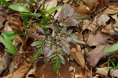 Sceptridium biternatum, photographed by Michelle W. （鍾偉瑋）
