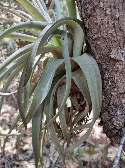 Tillandsia xerographica, photographed by Diana Fuentes