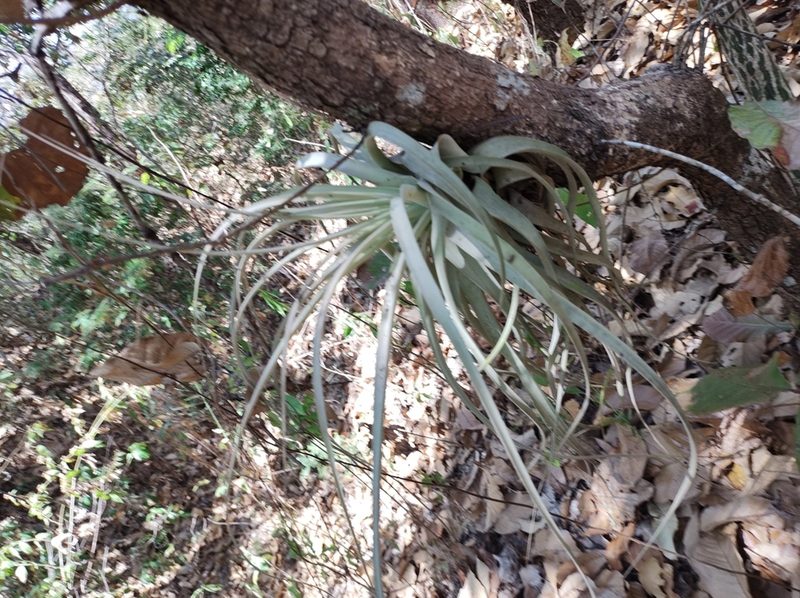 Tillandsia xerographica, photographed by Diana Fuentes