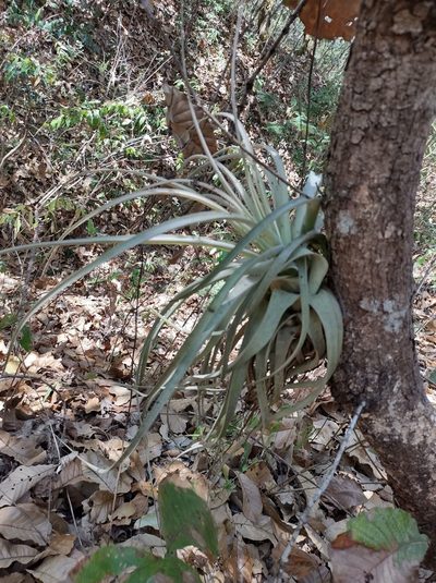 Tillandsia xerographica, photographed by Diana Fuentes
