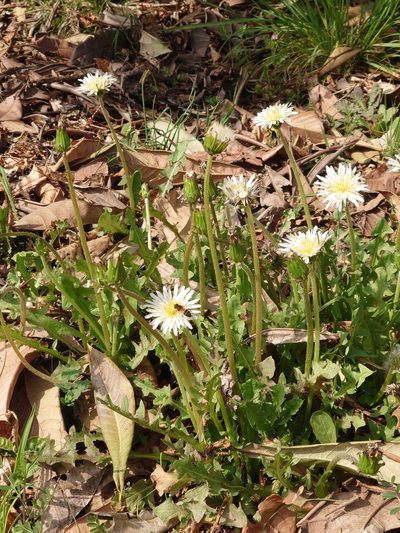 Taraxacum albidum, photographed by WATANABE Hitoshi 渡辺仁