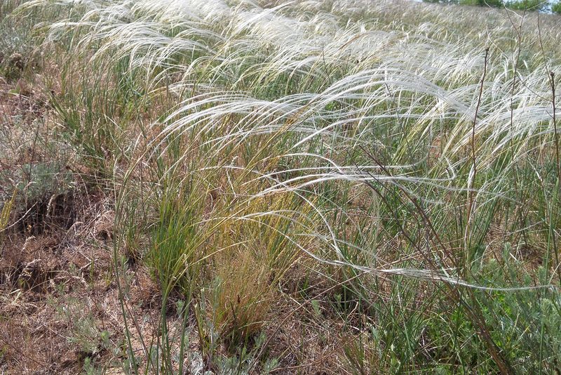 Stipa pulcherrima, photographed by Kristof Zyskowski