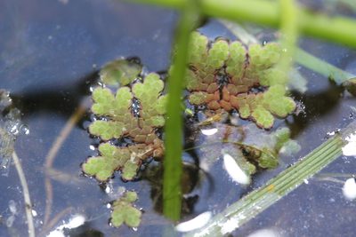 Azolla rubra, photographed by Joe Dillon