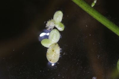 Spirodela punctata, photographed by Joe Dillon