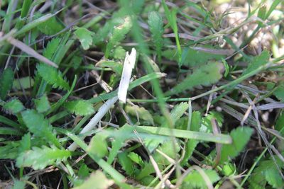 Leptinella dioica, photographed by Joe Dillon