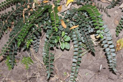 Pellaea rotundifolia, photographed by Joe Dillon