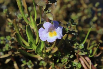 Thyridia repens, photographed by Joe Dillon