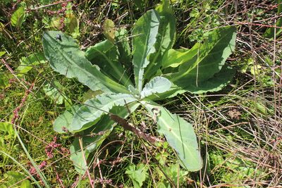 Sonchus kirkii, photographed by Joe Dillon
