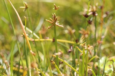Isolepis prolifera, photographed by Joe Dillon