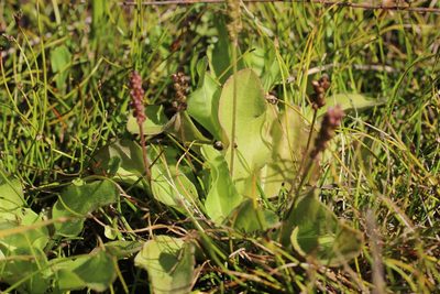 Plantago australis, photographed by Joe Dillon
