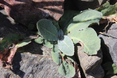 Sonchus kirkii, photographed by Joe Dillon