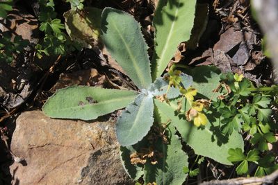 Sonchus kirkii, photographed by Joe Dillon
