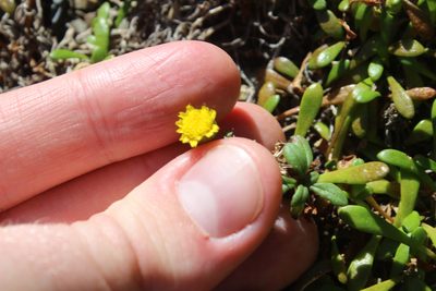 Senecio lautus, photographed by Joe Dillon