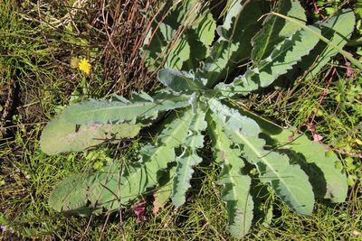 Sonchus kirkii, photographed by Joe Dillon