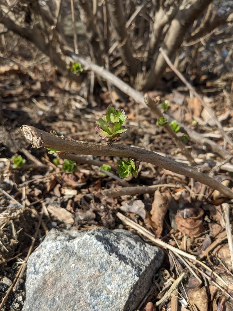 Nipponanthemum nipponicum, photographed by Zac Peterson