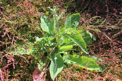 Sonchus kirkii, photographed by Joe Dillon