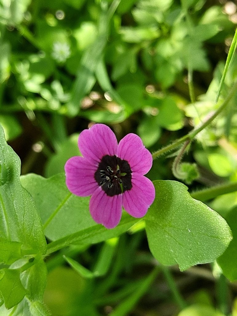 Geranium ocellatum, photographed by Abhinav Thakur