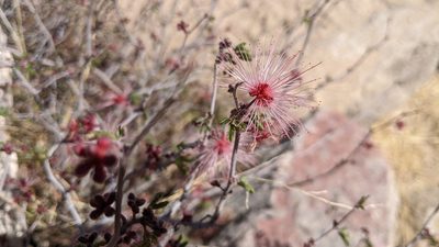 Calliandra eriophylla, photographed by velodrome