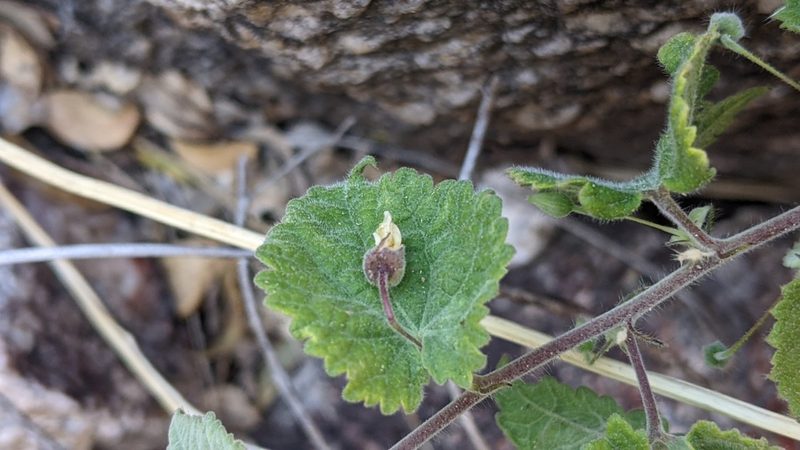Herissantia crispa, photographed by velodrome