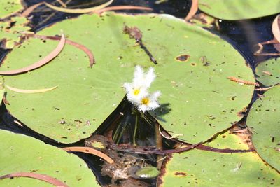 Nymphoides indica, photographed by Hugo Innes