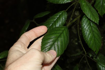 Rubus moorei, photographed by Greg Tasney