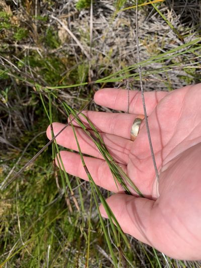Caustis pentandra, photographed by Guy Taseski