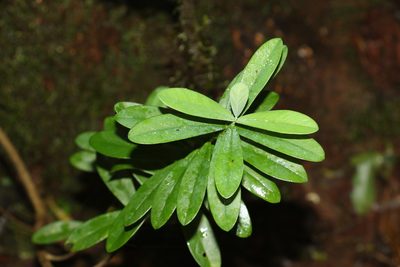 Pimelea gigandra, photographed by Greg Tasney
