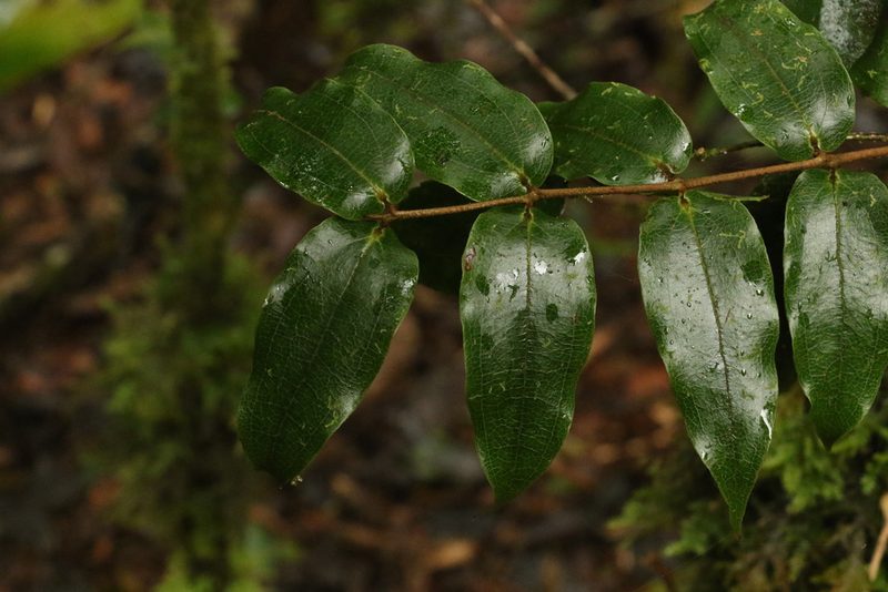 Ripogonum fawcettianum, photographed by Greg Tasney