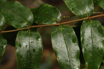Ripogonum fawcettianum, photographed by Greg Tasney