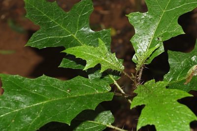 Solanum inaequilaterum, photographed by Greg Tasney