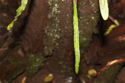 Dictymia brownii, photographed by Greg Tasney