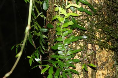 Pothos longipes, photographed by Greg Tasney
