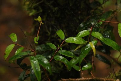 Pilidiostigma glabrum, photographed by Greg Tasney