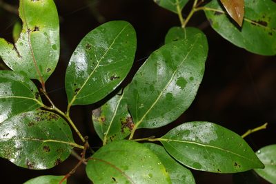 Cryptocarya foveolata, photographed by Greg Tasney