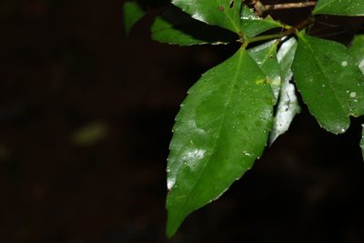 Doryphora sassafras, photographed by Greg Tasney