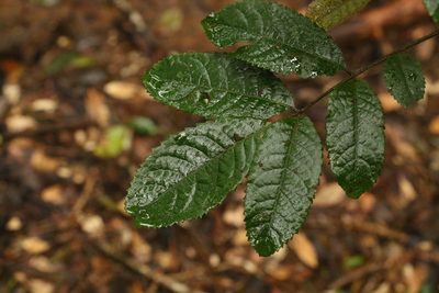 Ackama paniculosa, photographed by Greg Tasney