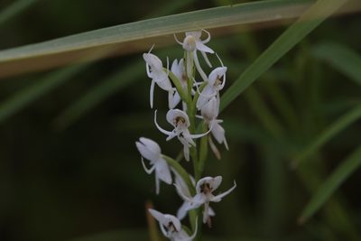 Habenaria propinquior, photographed by Hugo Innes