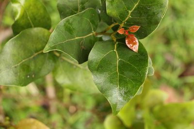 Cryptocarya foveolata, photographed by Greg Tasney