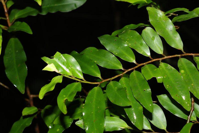 Ardisia bakeri, photographed by Greg Tasney