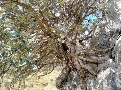 Olearia avicenniifolia, photographed by John Barkla